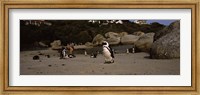 Colony of Jackass penguins with tourists, Boulder Beach, False Bay, Cape Town, Western Cape Province, Republic of South Africa Fine Art Print
