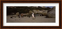 Colony of Jackass penguins with tourists, Boulder Beach, False Bay, Cape Town, Western Cape Province, Republic of South Africa Fine Art Print