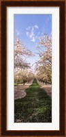 Almond trees in an orchard, Central Valley, California, USA Fine Art Print