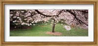 Cherry Blossom tree in a park, Golden Gate Park, San Francisco, California, USA Fine Art Print