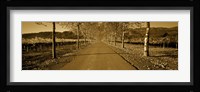 Trees along a road, Beaulieu Vineyard, Rutherford, Napa Valley, Napa, Napa County, California, USA Fine Art Print