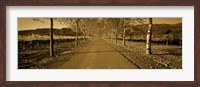 Trees along a road, Beaulieu Vineyard, Rutherford, Napa Valley, Napa, Napa County, California, USA Fine Art Print