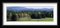Trees in a forest, Stowe, Lamoille County, Vermont, USA Fine Art Print