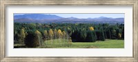Trees in a forest, Stowe, Lamoille County, Vermont, USA Fine Art Print