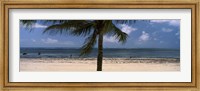 Palm tree on the beach, Malindi, Coast Province, Kenya Fine Art Print