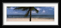 Palm tree on the beach, Malindi, Coast Province, Kenya Fine Art Print