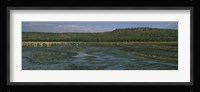 Flock of flamingos in a lake, Lake Nakuru, Great Rift Valley, Lake Nakuru National Park, Kenya Fine Art Print