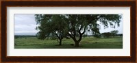 Trees on a landscape, Lake Nakuru National Park, Great Rift Valley, Kenya Fine Art Print