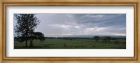 Lake Nakuru National Park, Great Rift Valley, Kenya Fine Art Print