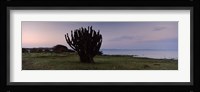 Silhouette of a cactus at the lakeside, Lake Victoria, Great Rift Valley, Kenya Fine Art Print