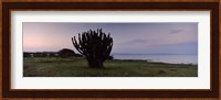 Silhouette of a cactus at the lakeside, Lake Victoria, Great Rift Valley, Kenya Fine Art Print