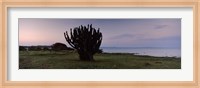 Silhouette of a cactus at the lakeside, Lake Victoria, Great Rift Valley, Kenya Fine Art Print