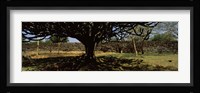 Trees in a field with a stone wall in the background, Thimlich Ohinga, Lake Victoria, Great Rift Valley, Kenya Fine Art Print
