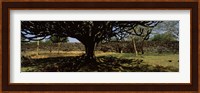 Trees in a field with a stone wall in the background, Thimlich Ohinga, Lake Victoria, Great Rift Valley, Kenya Fine Art Print