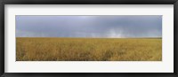 Clouds over a meadow, Masai Mara National Reserve, Great Rift Valley, Kenya Fine Art Print