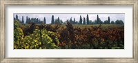 Vineyards with trees in the background, Apennines, Emilia-Romagna, Italy Fine Art Print