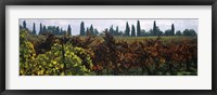 Vineyards with trees in the background, Apennines, Emilia-Romagna, Italy Fine Art Print