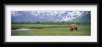 Grizzly bear grazing in a field, Kukak Bay, Katmai National Park, Alaska Fine Art Print