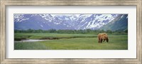 Grizzly bear grazing in a field, Kukak Bay, Katmai National Park, Alaska Fine Art Print