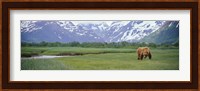 Grizzly bear grazing in a field, Kukak Bay, Katmai National Park, Alaska Fine Art Print