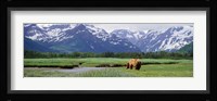 Kukak Bay, Katmai National Park, Alaska Fine Art Print
