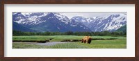 Kukak Bay, Katmai National Park, Alaska Fine Art Print