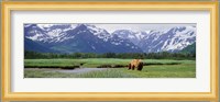 Kukak Bay, Katmai National Park, Alaska Fine Art Print