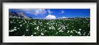 White flowers in a field, French Riviera, Provence-Alpes-Cote d'Azur, France Fine Art Print