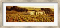 Farmhouses in a vineyard, Penedes, Catalonia, Spain Fine Art Print