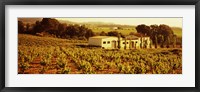 Farmhouses in a vineyard, Penedes, Catalonia, Spain Fine Art Print