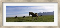 Icelandic horses in a field, Svinafell, Iceland Fine Art Print