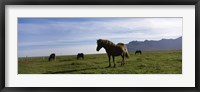 Icelandic horses in a field, Svinafell, Iceland Fine Art Print