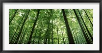 Low angle view of beech trees, Baden-Wurttemberg, Germany Fine Art Print
