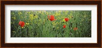 Poppies blooming in oilseed rape (Brassica napus) field, Baden-Wurttemberg, Germany Fine Art Print