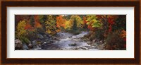 Stream with trees in a forest in autumn, Nova Scotia, Canada Fine Art Print