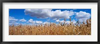 Wheat crop growing in a field, near Edmonton, Alberta, Canada Fine Art Print
