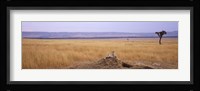 Cheetah (Acinonyx jubatus) sitting on a mound looking back, Masai Mara National Reserve, Kenya Fine Art Print