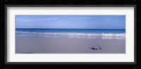 Portuguese Man-Of-War (Physalia physalis) on the beach, Bermuda Fine Art Print