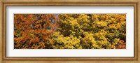 Autumnal trees in a park, Ludwigsburg Park, Ludwigsburg, Baden-Wurttemberg, Germany Fine Art Print