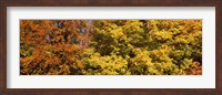 Autumnal trees in a park, Ludwigsburg Park, Ludwigsburg, Baden-Wurttemberg, Germany Fine Art Print