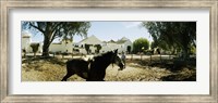 Horse running in an paddock, Gerena, Seville, Seville Province, Andalusia, Spain Fine Art Print