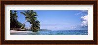 Palm trees on the beach, Indonesia Fine Art Print