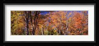 Trees in autumn, Vermont, USA Fine Art Print