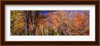 Trees in autumn, Vermont, USA Fine Art Print