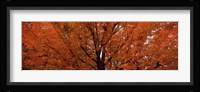 Maple tree in autumn, Vermont, USA Fine Art Print