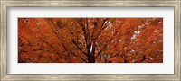 Maple tree in autumn, Vermont, USA Fine Art Print