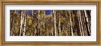Aspen tree trunks in autumn, Colorado, USA Fine Art Print