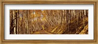 Road in the Forest, Colorado Fine Art Print