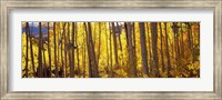 Aspen tree trunks and foliage in autumn, Colorado, USA Fine Art Print