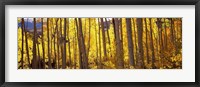 Aspen tree trunks and foliage in autumn, Colorado, USA Fine Art Print